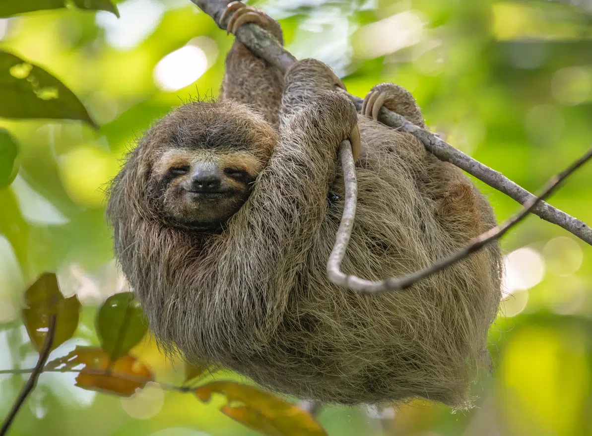 Is It Legal to Own a Pet Sloth in Tampa, FL?
